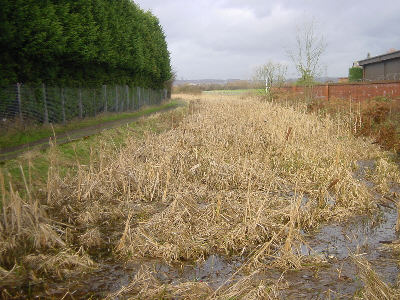 Hollinwood Canal, Littlemoss