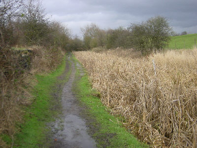 Hollinwood Canal, Littlemoss